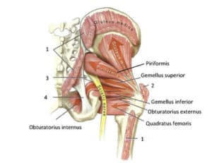 What is piriformis syndrome? (Besides a real “pain in the butt”)