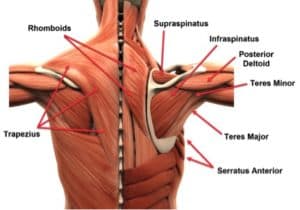 Stop Doing Rotator Cuff Exercises!