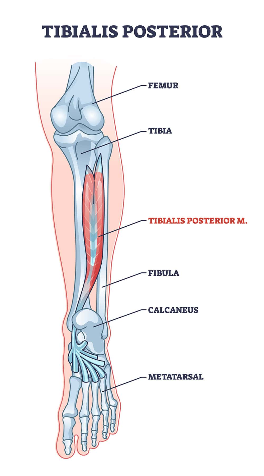 Tibialis Posterior